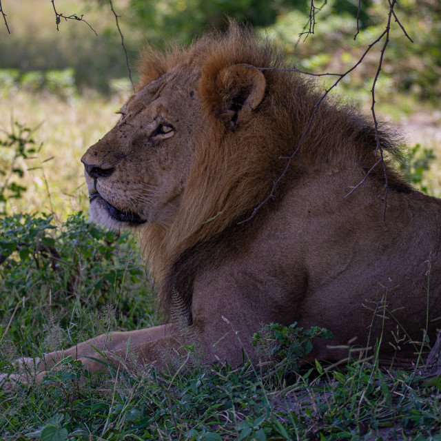 "male lion 2" stock image