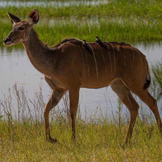 "Kudu" by Russell Waite Photography - $26.93 "Kudu" stock image
