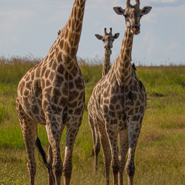 "giraffe 3" by Russell Waite Photography - $26.93 "giraffe 3" stock image