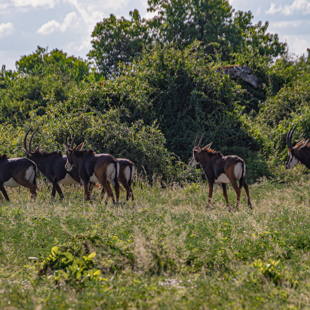 "Herd Of Sable" stock image