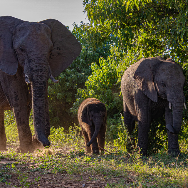 "Elephant Family" stock image