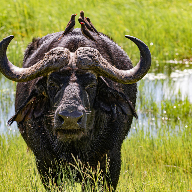 "water buffalo 4" stock image