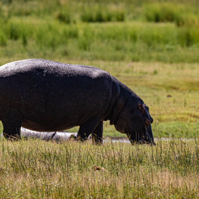 "Lone Hippo" by Russell Waite Photography - $26.93 "Lone Hippo" stock image