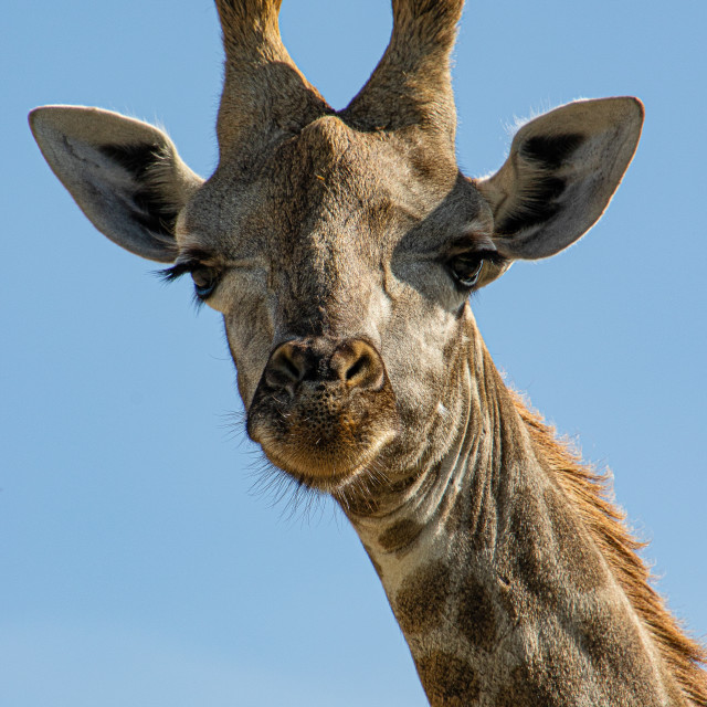 "giraffe 4" by Russell Waite Photography - $26.93 "giraffe 4" stock image