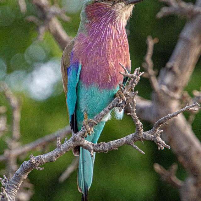 "Lilac Breasted Roller" by Russell Waite Photography - $26.93 "Lilac Breasted Roller" stock image