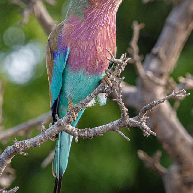 "lilac Breasted Roller 2" by Russell Waite Photography - $26.93 "lilac Breasted Roller 2" stock image