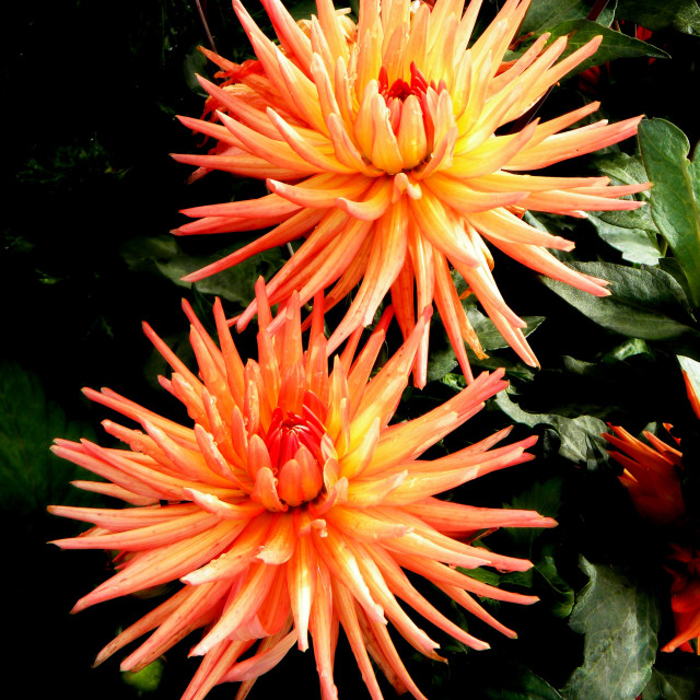 "Dahlia" by Amit Mendelsohn - £50.00 "Dahlia" stock image