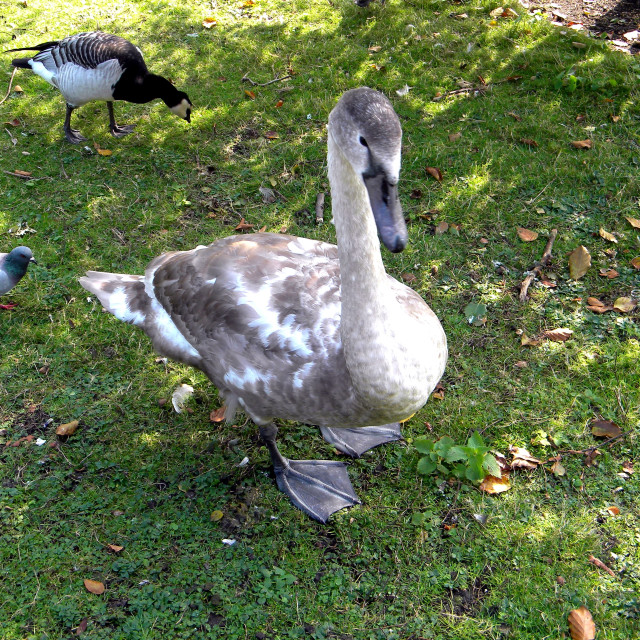 "Duck" by Amit Mendelsohn - £50.00 "Duck" stock image