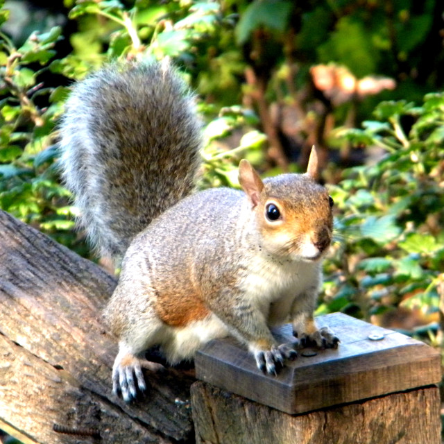 "A squirrel" by Amit Mendelsohn - £50.00 "A squirrel" stock image