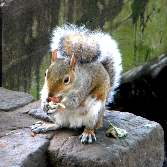 "A squirrel" by Amit Mendelsohn - £50.00 "A squirrel" stock image