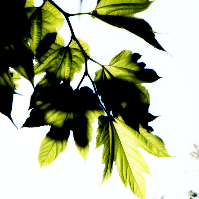 "Leaves" by Amit Mendelsohn - £50.00 "Leaves" stock image