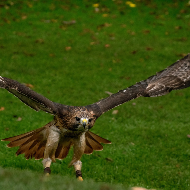 "Red-Tailed hawk." by DRS Photography - $4.82 "Red-Tailed hawk." stock image