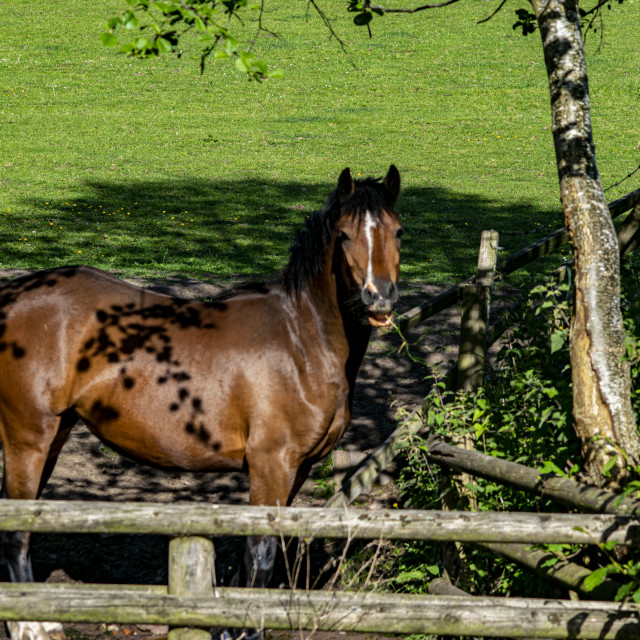 "Horse" by DRS Photography - $4.82 "Horse" stock image