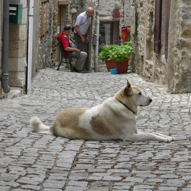 "A dog in the middle of the street" by Amit Mendelsohn - £50.00 "A dog in the middle of the street" stock image
