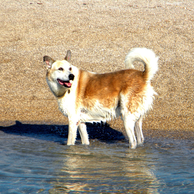 "A happy dog in the water" by Amit Mendelsohn - £50.00 "A happy dog in the water" stock image
