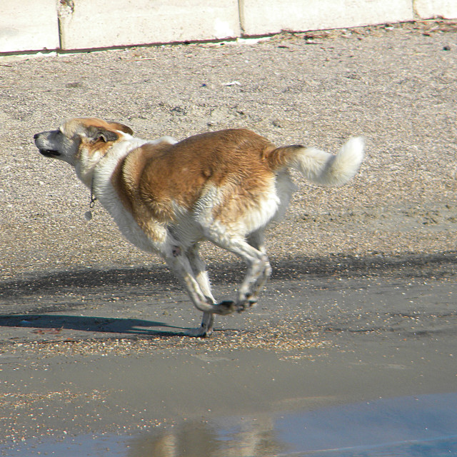 "A running dog" by Amit Mendelsohn - £50.00 "A running dog" stock image