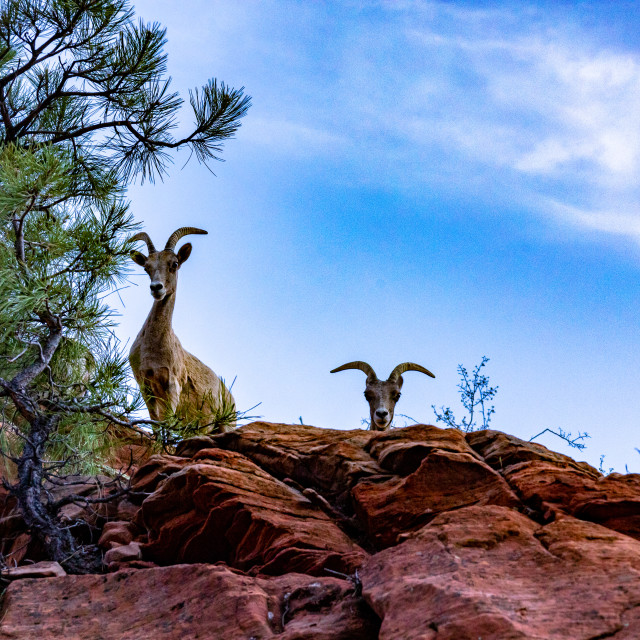 "Bighorn Sheep Zion" stock image