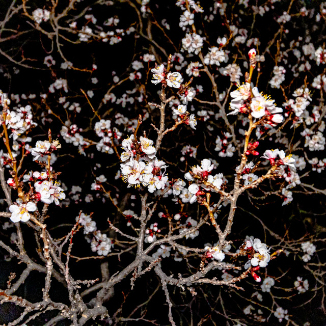 "Flowers at Night" stock image