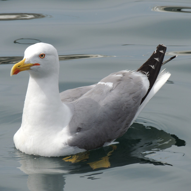"Seagull resting" by Amit Mendelsohn - £50.00 "Seagull resting" stock image