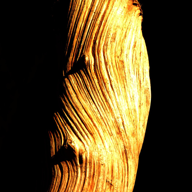 "wood" by Amit Mendelsohn - $62.97 "wood" stock image