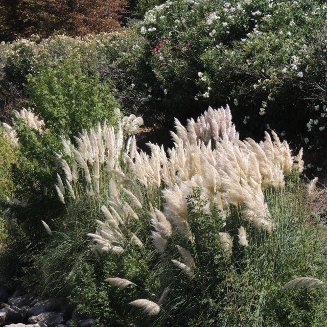 "Park Borely - Plants" stock image