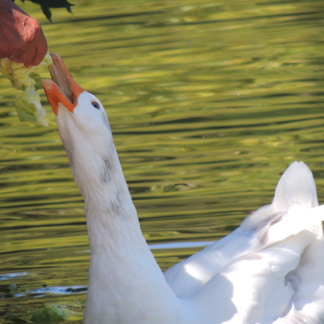 "Park Borely - goose" by Amit Mendelsohn - £50.00 "Park Borely - goose" stock image