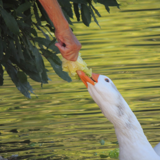 "Park Borely - goose" by Amit Mendelsohn - £50.00 "Park Borely - goose" stock image