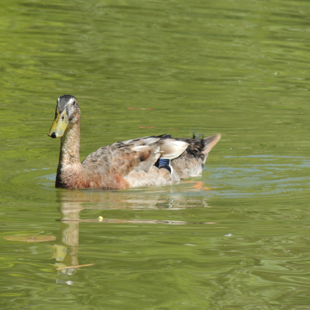 "Park Borely - Duck" by Amit Mendelsohn - £50.00 "Park Borely - Duck" stock image