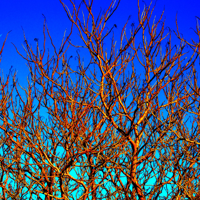 "Tree in the sun" by Amit Mendelsohn - £50.00 "Tree in the sun" stock image
