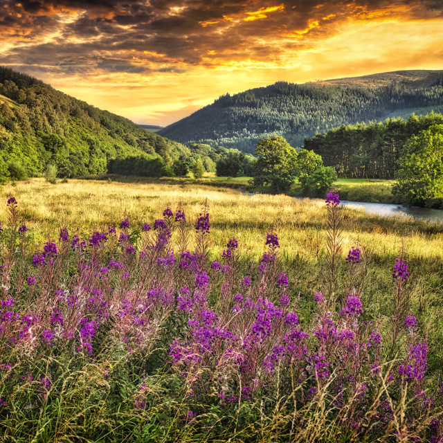"Scottish Borders countryside" stock image