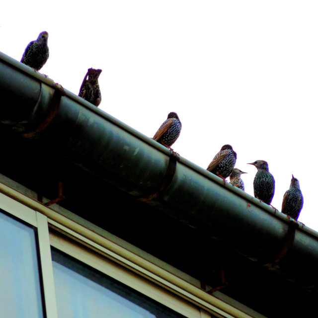 "starlings murmuring" by Amit Mendelsohn - £50.00 "starlings murmuring" stock image