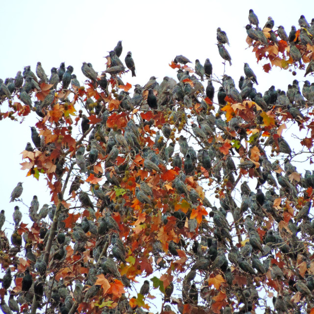 "starlings murmuring" stock image