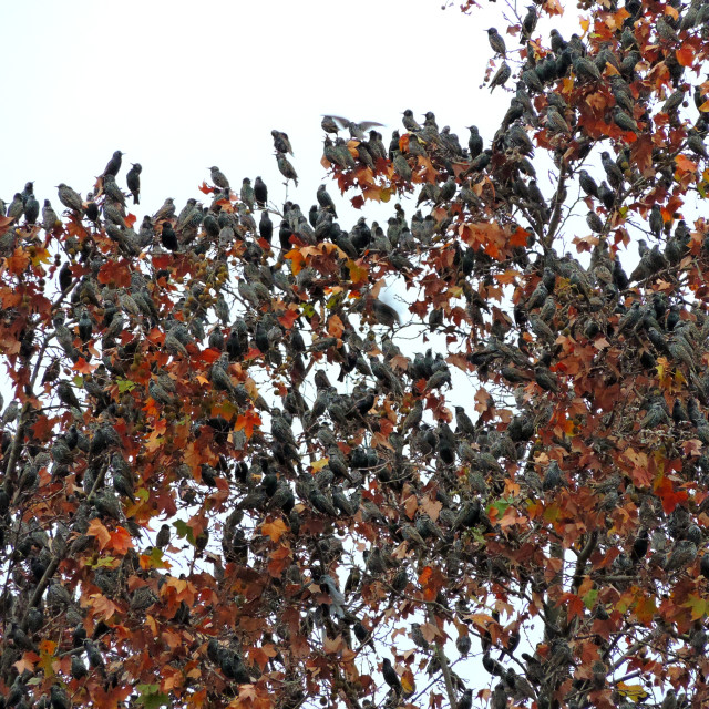 "starlings murmuring" by Amit Mendelsohn - £50.00 "starlings murmuring" stock image