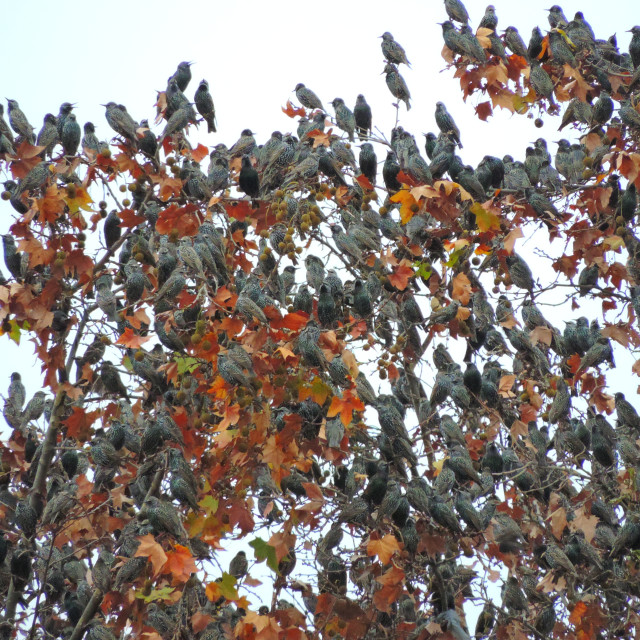 "starlings murmuring" by Amit Mendelsohn - £50.00 "starlings murmuring" stock image