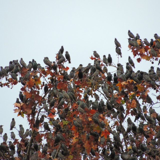 "starlings murmuring" by Amit Mendelsohn - £50.00 "starlings murmuring" stock image