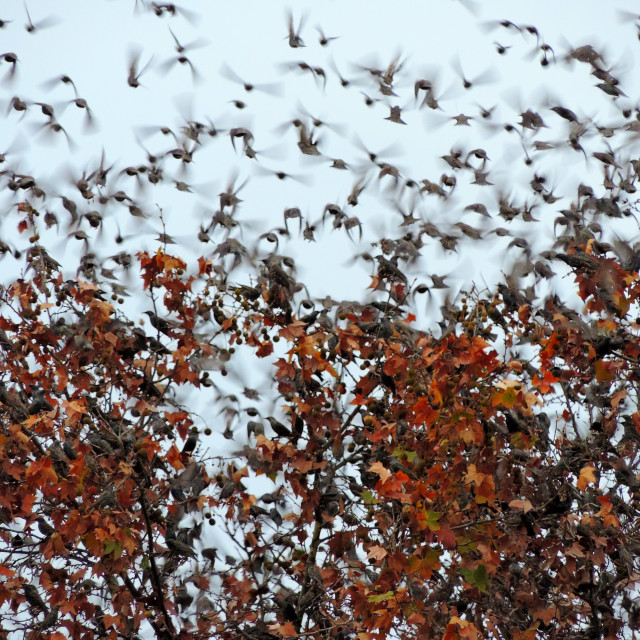 "starlings murmuring" by Amit Mendelsohn - £50.00 "starlings murmuring" stock image