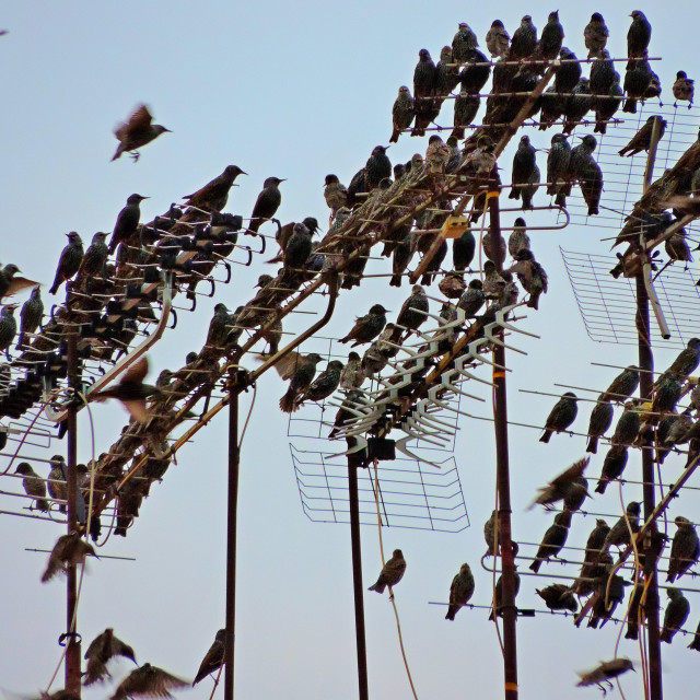 "starlings murmuring" stock image