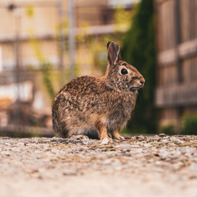 "City Rabbit downtown Toronto" stock image