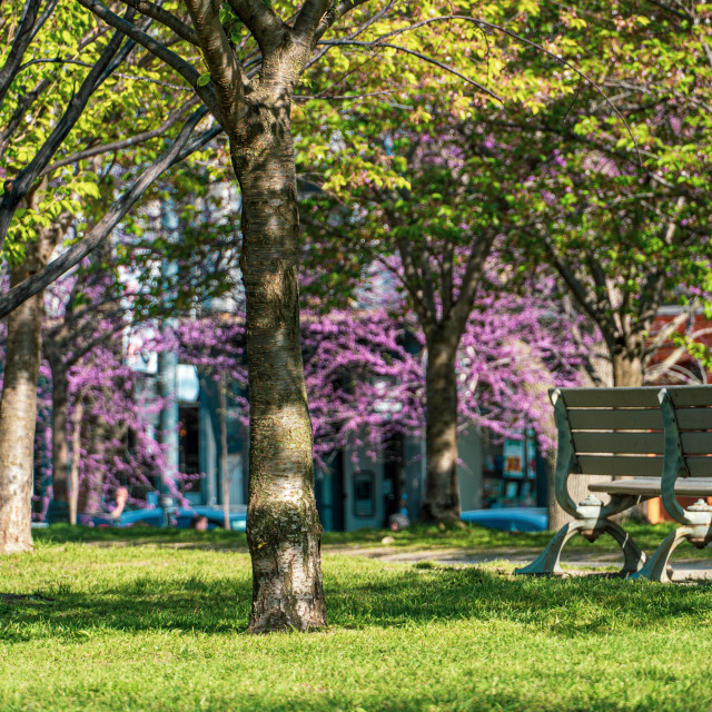 "Trinity Bellwoods Park Sunny Afternoon" stock image