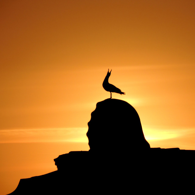 "seagull calling" stock image