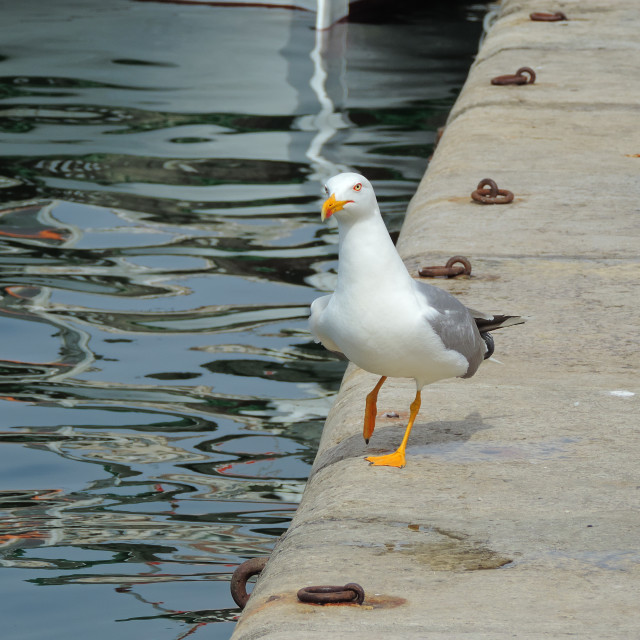 "Walking on the port" stock image