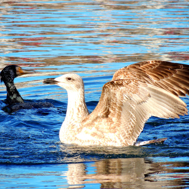 "Seagull waiting to rob the cormorant" stock image