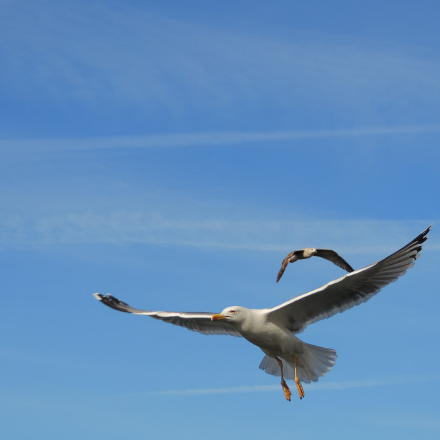 "Seagull on the fly" stock image