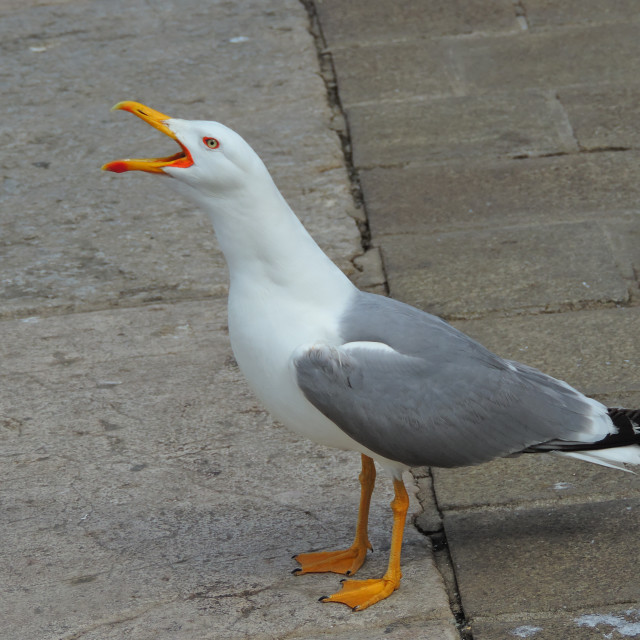 "The cry of a seagull" stock image