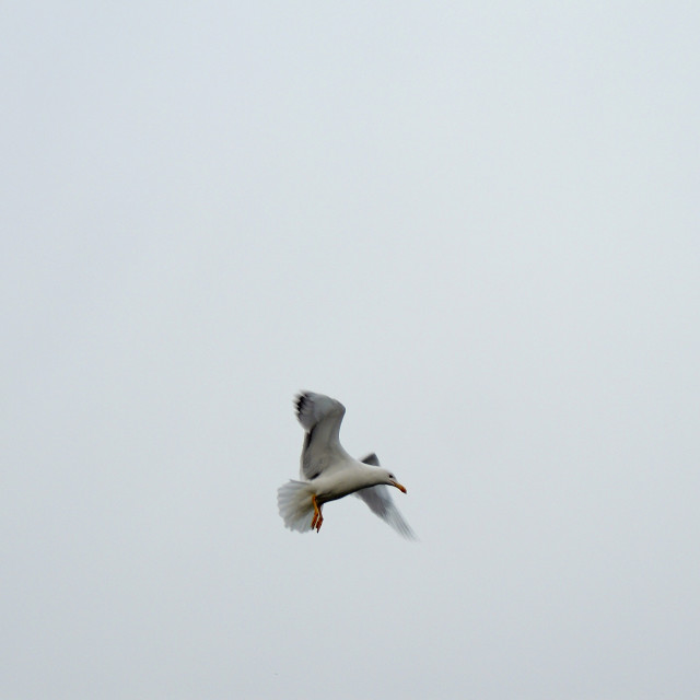 "Seagull on the fly" stock image