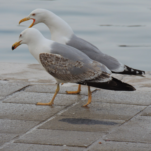 "Walking and talking" stock image