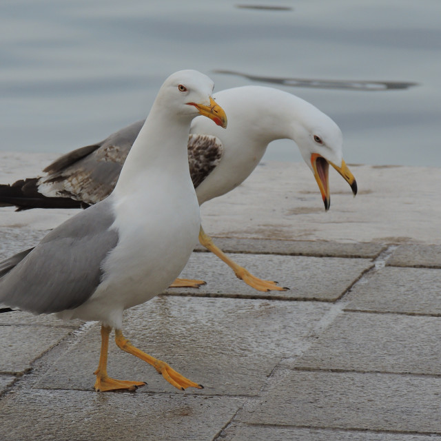 "Walking and talking" stock image