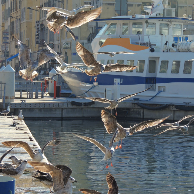 "Seagulls on the fly" stock image