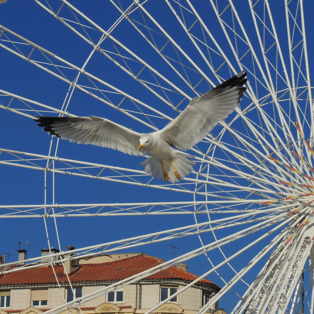 "Seagulls on the fly" stock image