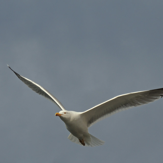 "Seagulls on the fly" stock image